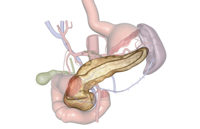 内脏,胰腺,动脉,静脉,无人,横图,插画,室内,特写,白天,白色背景,正面,数码,科技,静物,阴影,网络,医学,高光,几何,计算机图形,合成,图画,画,人体,电脑合成图,数码合成图,生物学,人体器官,器官,漫画,生理学,写实,具体,具象,胰管,彩图