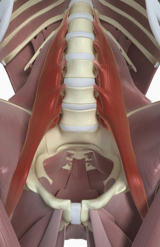 动脉,静脉,骨骼,肌肉,健壮,无人,竖图,插画,室内,特写,白天,白色背景,正面,数码,科技,静物,阴影,局部,网络,医学,骨头,高光,几何,计算机图形,合成,图画,画,模型,健康,活力,力量,人体,青春,电脑合成图,数码合成图,骨架,生物学,强壮,漫画,生理学,写实,具体,具象,腰肌,半身,彩图