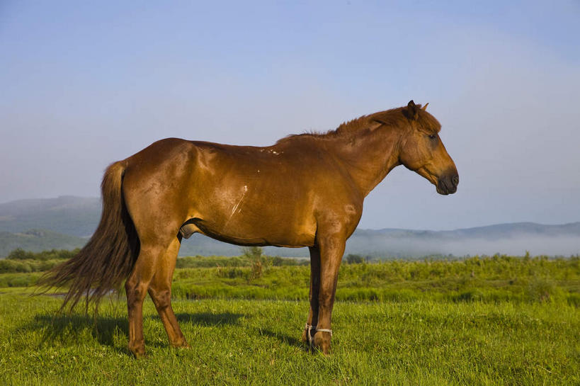 无人,站,横图,室外,白天,侧面,旅游,度假,草地,草原,美景,植物,马,野生动物,中国,亚洲,阴影,光线,影子,景观,旷野,云,云朵,褐色,云彩,注视,娱乐,一匹,草,蓝色,绿色,白云,蓝天,天空,阳光,自然,动物,天,观察,看,站着,享受,休闲,景色,放松,蒙,运输,牲畜,晴朗,观看,察看,关注,自然风光,原野,东亚,内蒙古,中华人民共和国,华北地区,内蒙古自治区,呼伦贝尔,呼伦贝尔市,晴空,站立,彩图,全身,额尔古纳,额尔古纳市