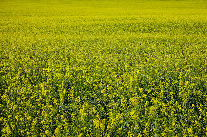 无人,农田,横图,俯视,室外,特写,白天,旅游,度假,庄稼,农作物,花海,花圃,美景,植物,叶子,中国,亚洲,盛开,景观,花蕾,娱乐,花,花瓣,花朵,花卉,鲜花,黄色,绿色,自然,花丛,花束,花田,花苞,花蕊,油菜花,享受,休闲,景色,放松,蒙,自然风光,东亚,内蒙古,中华人民共和国,华北地区,内蒙古自治区,呼伦贝尔,呼伦贝尔市,彩图,高角度拍摄,耕地,庄稼田,油菜花田,芸苔,芸薹,额尔古纳,额尔古纳市