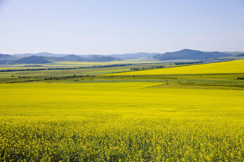 无人,农田,横图,室外,白天,正面,旅游,度假,庄稼,农作物,花海,花圃,美景,山,山脉,植物,叶子,中国,亚洲,阴影,盛开,光线,影子,景观,山峰,山峦,花蕾,娱乐,花,花瓣,花朵,花卉,鲜花,黄色,蓝色,绿色,蓝天,天空,阳光,自然,花丛,花束,花田,群山,天,花苞,花蕊,油菜花,享受,休闲,景色,放松,蒙,晴朗,自然风光,东亚,内蒙古,万里无云,中华人民共和国,华北地区,内蒙古自治区,呼伦贝尔,呼伦贝尔市,晴空,晴空万里,彩图,耕地,庄稼田,油菜花田,芸苔,芸薹,额尔古纳,额尔古纳市