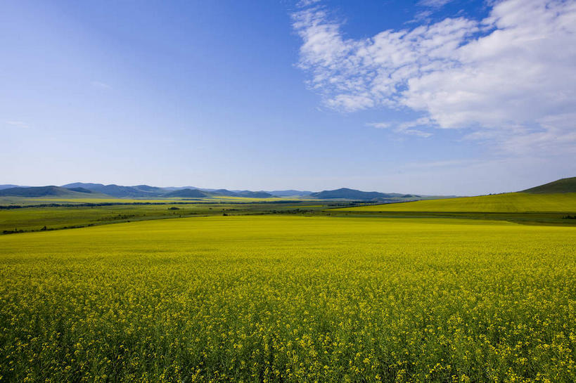 无人,农田,横图,室外,白天,正面,旅游,度假,庄稼,农作物,花海,花圃,美景,山,山脉,植物,叶子,中国,亚洲,阴影,盛开,光线,影子,景观,山峰,云,云朵,山峦,花蕾,云彩,娱乐,花,花瓣,花朵,花卉,鲜花,黄色,蓝色,绿色,白云,蓝天,天空,阳光,自然,花丛,花束,花田,群山,天,花苞,花蕊,油菜花,享受,休闲,景色,放松,蒙,晴朗,自然风光,东亚,内蒙古,中华人民共和国,华北地区,内蒙古自治区,呼伦贝尔,呼伦贝尔市,晴空,彩图,耕地,庄稼田,油菜花田,芸苔,芸薹,额尔古纳,额尔古纳市