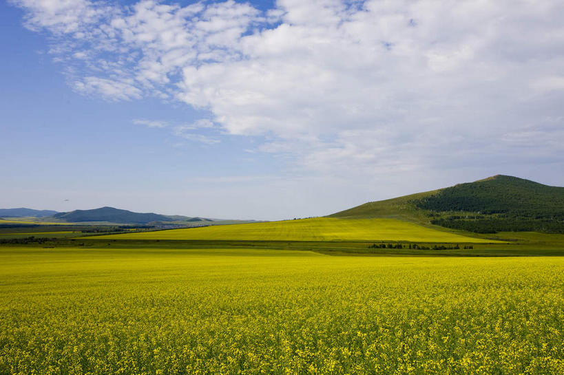 无人,农田,横图,室外,白天,正面,旅游,度假,庄稼,农作物,花海,花圃,美景,山,山脉,植物,叶子,中国,亚洲,阴影,盛开,光线,影子,景观,山峰,云,云朵,山峦,花蕾,云彩,娱乐,花,花瓣,花朵,花卉,鲜花,黄色,蓝色,绿色,白云,蓝天,天空,阳光,自然,花丛,花束,花田,群山,天,花苞,花蕊,油菜花,享受,休闲,景色,放松,蒙,晴朗,自然风光,东亚,内蒙古,中华人民共和国,华北地区,内蒙古自治区,呼伦贝尔,呼伦贝尔市,晴空,彩图,耕地,庄稼田,油菜花田,芸苔,芸薹,额尔古纳,额尔古纳市