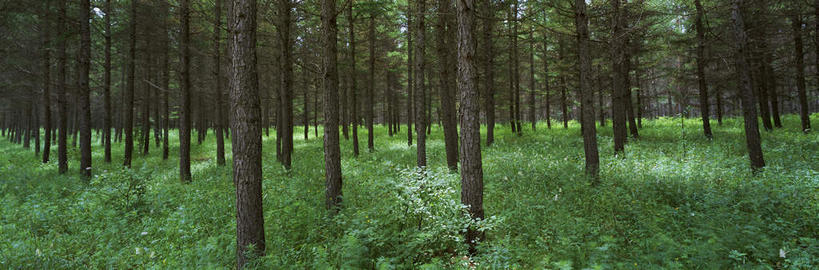 无人,横图,室外,白天,正面,旅游,度假,草地,草原,美景,植物,中国,亚洲,景观,旷野,娱乐,草,树,树木,绿色,自然,享受,休闲,景色,放松,蒙,生长,成长,自然风光,原野,东亚,内蒙古,中华人民共和国,华北地区,内蒙古自治区,彩图,坝上草原