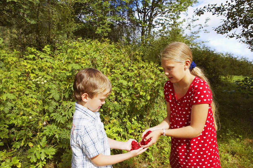 西方人,儿童,两个人,家庭,兄弟,姐妹,站,捧,笑,微笑,露齿笑,横图,室外,白天,侧面,衬衫,裙子,纯洁,草地,草坪,植物,浆果,水果,欧洲,欧洲人,一堆,许多,递,阴影,堆叠,堆积,连衣裙,新鲜,装饰,光线,方格,格子,影子,圆点,桑葚,生食,食品,果实,注视,草,树,树木,食物,小孩,绿色,阳光,自然,覆盆子,观察,看,站着,温暖,温馨,一家人,辫子,金色,可爱,童年,童趣,有机食品,绿色食品,生长,成长,观看,堆,华丽,修饰,点缀,和睦,察看,关注,童真,烂漫,无邪,衬托,美观,雅致,雅观,天真,男孩,男人,男性,女孩,女人,女性,白种人,端,端着,捧着,手捧,站立,半身,彩图,衬衣,融洽,男生,女生