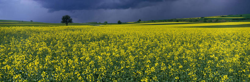 无人,农田,横图,全景,室外,白天,正面,旅游,度假,庄稼,农作物,花海,花圃,美景,植物,叶子,法国,欧洲,阴影,盛开,光线,影子,地平线,景观,云,云朵,辽阔,地面,花蕾,云彩,娱乐,花,花瓣,花朵,花卉,鲜花,树,树木,蓝色,绿色,白云,蓝天,天空,阳光,自然,花丛,花束,花田,天,花苞,花蕊,油菜花,享受,休闲,广阔,景色,放松,生长,晴朗,成长,一望无际,自然风光,延伸,法兰西共和国,天地相交,法兰西第五共和国,无边无际,一马平川,洛林,洛林大区,摩泽尔省,晴空,彩图,耕地,庄稼田,油菜花田,芸苔,芸薹