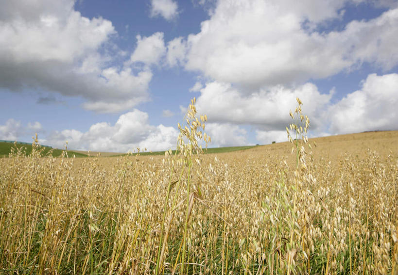 无人,农田,横图,室外,白天,正面,旅游,度假,庄稼,农作物,美景,英国,欧洲,阴影,光线,影子,景观,云,云朵,麦田,云彩,娱乐,蓝色,白云,蓝天,天空,阳光,自然,天,享受,休闲,景色,放松,晴朗,西欧,自然风光,大不列颠,大不列颠及北爱尔兰联合王国,大不列颠联合王国,日不落英帝国,德文郡,晴空,彩图,耕地,庄稼田