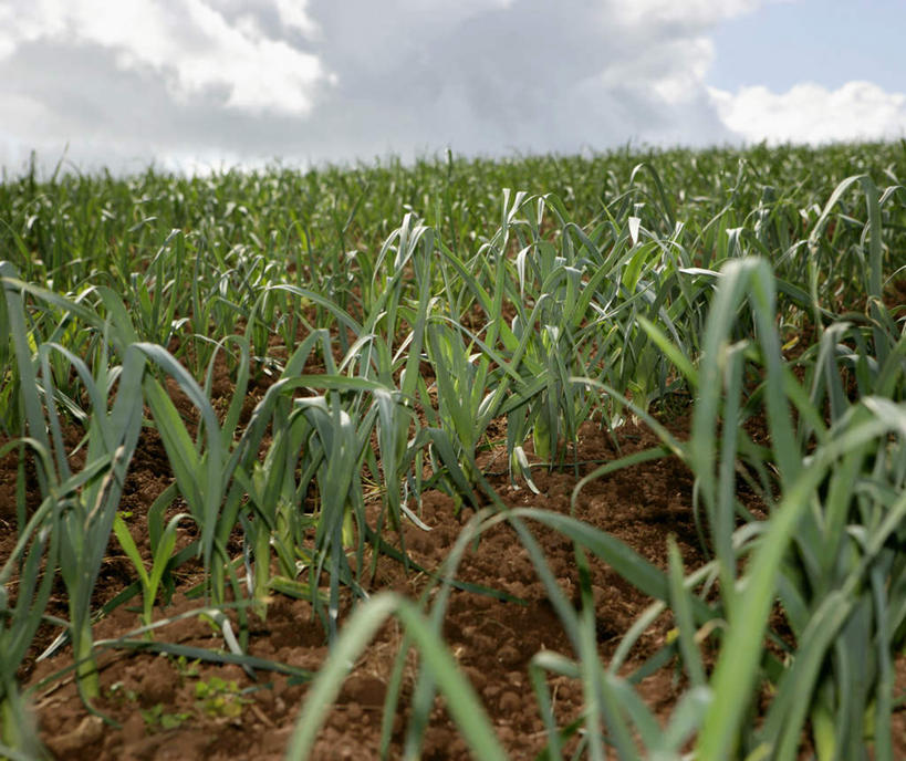 无人,农田,横图,室外,白天,正面,庄稼,农作物,美景,蔬菜,英国,欧洲,新鲜,景观,泥土,土壤,云,云朵,韭菜,食品,云彩,食物,蓝色,白云,蓝天,天空,自然,天,景色,有机食品,绿色食品,晴朗,西欧,自然风光,大不列颠,起阳草,大不列颠及北爱尔兰联合王国,韭,山韭,长生韭,大不列颠联合王国,日不落英帝国,德文郡,晴空,彩图,耕地,庄稼田