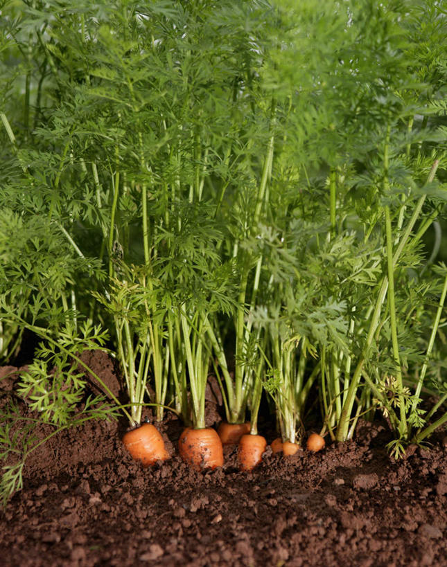 无人,农田,竖图,俯视,室外,白天,庄稼,农作物,美景,萝卜,胡萝卜,蔬菜,叶子,英国,欧洲,新鲜,景观,泥土,土壤,食品,绿叶,食物,自然,嫩叶,景色,有机食品,绿色食品,西欧,自然风光,大不列颠,大不列颠及北爱尔兰联合王国,大不列颠联合王国,日不落英帝国,德文郡,叶,叶片,红萝卜,甘荀,彩图,高角度拍摄,耕地,庄稼田