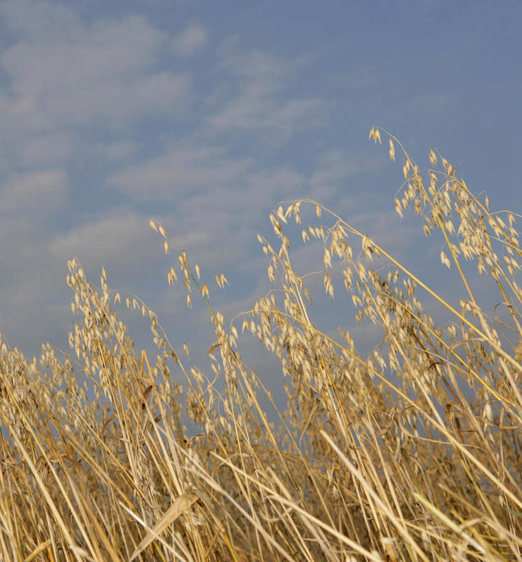 无人,农田,竖图,室外,白天,仰视,旅游,度假,庄稼,农作物,小麦,美景,英国,欧洲,景观,云,云朵,谷物,燕麦,云彩,娱乐,蓝色,白云,蓝天,天空,自然,天,享受,休闲,景色,放松,麦子,晴朗,西欧,自然风光,大不列颠,大不列颠及北爱尔兰联合王国,玉麦,大不列颠联合王国,日不落英帝国,铃铛麦,裸燕麦,雀麦,野麦,莜麦,德文郡,晴空,彩图,低角度拍摄,耕地,庄稼田