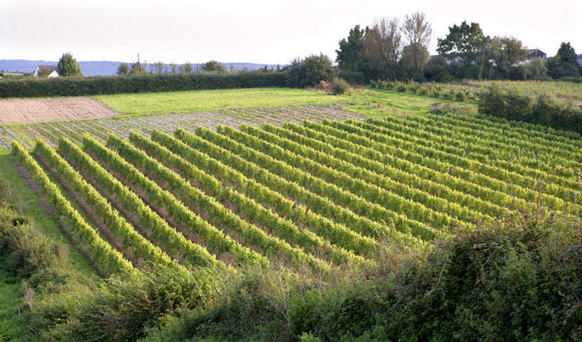 无人,农田,横图,俯视,室外,白天,旅游,度假,庄稼,农作物,美景,植物,英国,欧洲,景观,娱乐,树,树木,蓝色,绿色,蓝天,天空,自然,天,享受,休闲,景色,放松,生长,晴朗,成长,西欧,自然风光,大不列颠,大不列颠及北爱尔兰联合王国,万里无云,大不列颠联合王国,日不落英帝国,德文郡,晴空,晴空万里,彩图,高角度拍摄,耕地,庄稼田