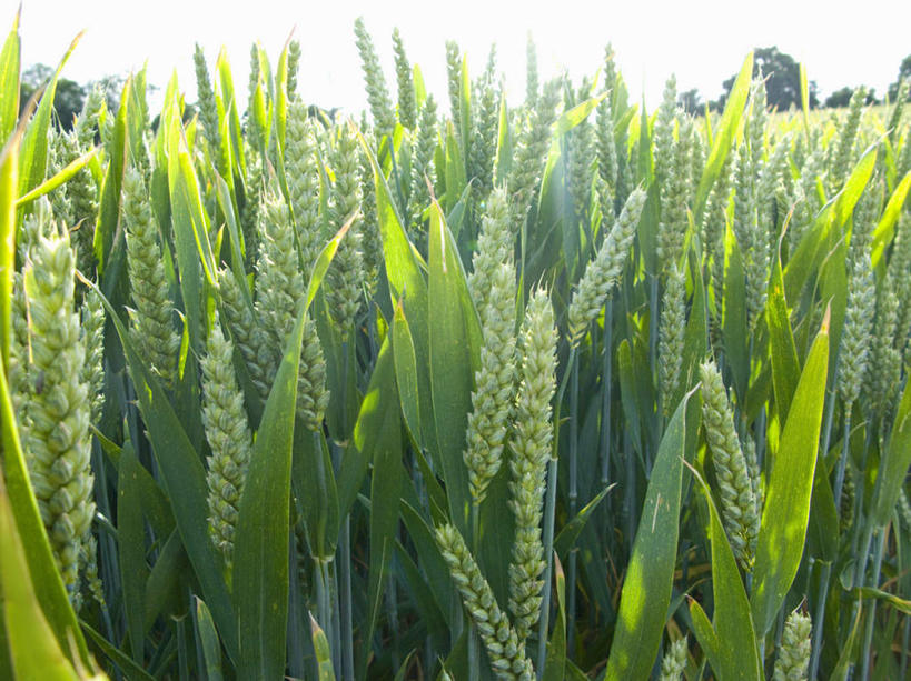 无人,农田,横图,室外,白天,正面,旅游,度假,庄稼,农作物,小麦,美景,英国,欧洲,阴影,光线,影子,景观,云,云朵,谷物,麦田,云彩,娱乐,英格兰,蓝色,白云,蓝天,天空,阳光,自然,天,享受,休闲,景色,放松,麦子,晴朗,西欧,自然风光,大不列颠,大不列颠及北爱尔兰联合王国,大不列颠联合王国,日不落英帝国,英吉利,威尔特郡,晴空,彩图,耕地,庄稼田