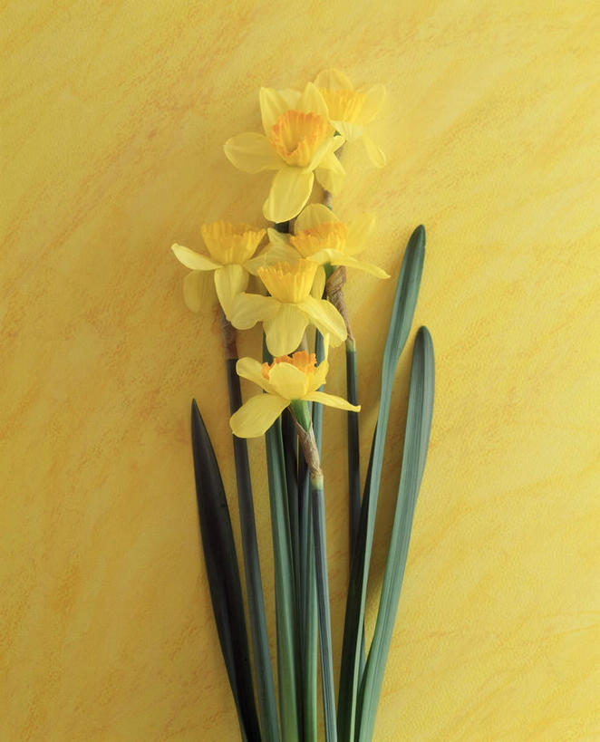 无人,竖图,室内,特写,白天,正面,爱情,陶醉,植物,水仙花,许多,黄色