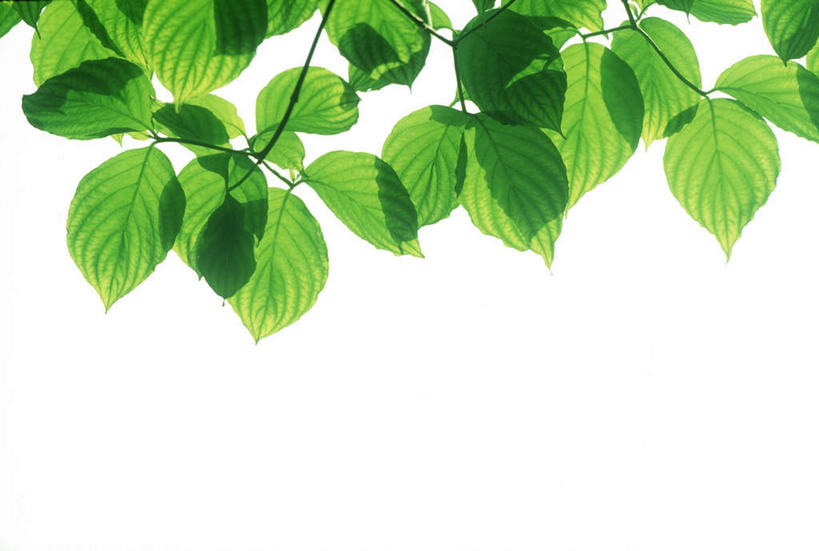白天,白色背景,美景,植物,叶子,许多,环保,纹理,景观,绿叶,绿化,绿色