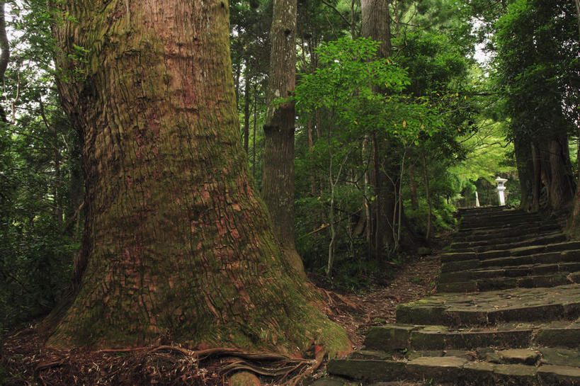 无人,横图,室外,白天,仰视,旅游,度假,石头,美景,植物,楼梯,日本,亚洲,阴影,新鲜,光线,石子,影子,阶梯,景观,娱乐,台阶,树,树木,绿色,阳光,自然,享受,休闲,景色,放松,巨大,庞大,生长,成长,青春,生命,自然风光,和平,安详,东亚,本州,本州岛,日本国,近畿地方,近畿,和歌山,和歌山县,冷色,宏大,硕大,伟大,石块,岩石,彩图,低角度拍摄