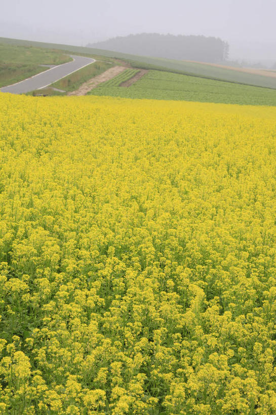 无人,农田,竖图,室外,白天,仰视,农业,庄稼,农作物,美景,森林,树林,植物,道路,路,公路,北海道,日本,亚洲,景观,交通,树,树木,绿色,自然,油菜花,景色,生长,成长,自然风光,东亚,油菜,日本国,北海道地方,北海道岛,美瑛町,美瑛,马路,彩图,低角度拍摄,耕地,庄稼田,芸苔,芸薹