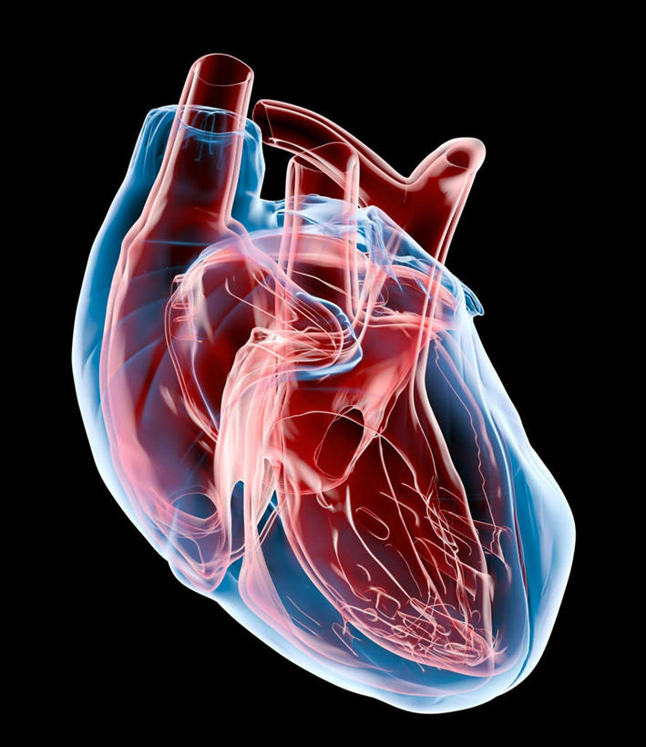 内脏,心脏,动脉,静脉,无人,交叉,竖图,插画,室内,白天,正面,数码,科技,静物,连接,盘绕,阴影,黑色背景,组合,环绕,围绕,透明,反射,网络,包裹,线条,影子,高光,几何,计算机图形,合成,图画,环抱,画,交错,一个,红色,蓝色,模型,垂直,人体,缭绕,单个,链接,交织,电脑合成图,数码合成图,生物学,紧固,器官,拼接,拼凑,漫画,心血管,心房,心室,生理学,写实,具体,具象,拼合,凑集,聚合,撮合,链结,牢固,穿插,庞杂,紊乱,错乱,心,彩图