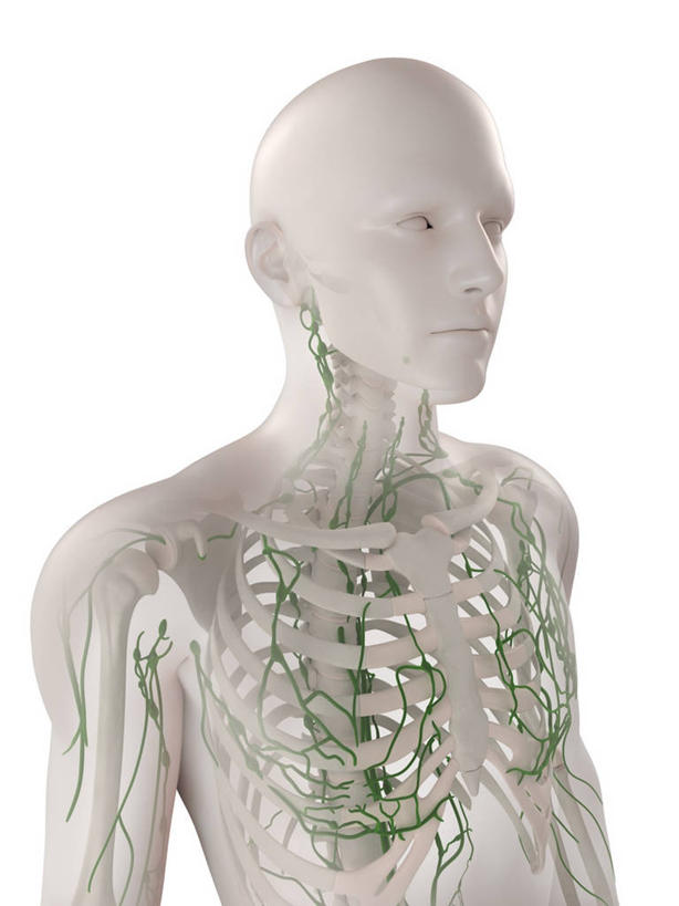 骨骼,一个人,无人,站,竖图,插画,室内,白天,白色背景,正面,数码,科技,仅一个男性,仅一个人,阴影,科学,网络,纹路,纹理,骨头,高光,几何,计算机图形,合成,图画,裸露,画,仅一个年轻男性,绿色,站着,庞大,复杂,电脑合成图,数码合成图,骨架,生物学,合成图,裸,漫画,肌理,写实,具体,具象,淋巴系统,淋巴细胞,淋巴,淋巴管,淋巴液,淋巴组织,免疫系统,免疫组织,繁杂,自然科学,博物学,生物科学,男人,男性,年轻男性,站立,半身,彩图