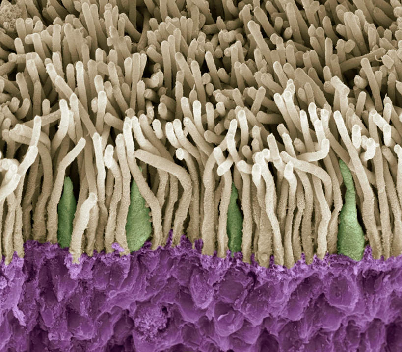 无人,横图,插画,室内,白天,正面,数码,仪器,科技,微生物,阴影,检查,反射,分析,科学,网络,细胞,显微镜,高光,几何,计算机图形,合成,图画,画,观察,清晰,探索,放大,观看,仔细,电脑合成图,数码合成图,透镜,视网膜,凸透镜,聚焦,关注,漫画,写实,具体,具象,光学,清楚,视杆细胞,彩图,电子显微镜