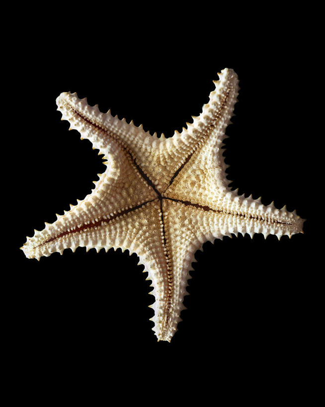 无人,竖图,俯视,室内,白天,海星,黑色背景,星星,海洋生物,一个,自然,动物,生物,摄影,影棚,单个,恒星,棘皮动物门,星鱼,彩图,高角度拍摄,全身,影棚拍摄,拍摄