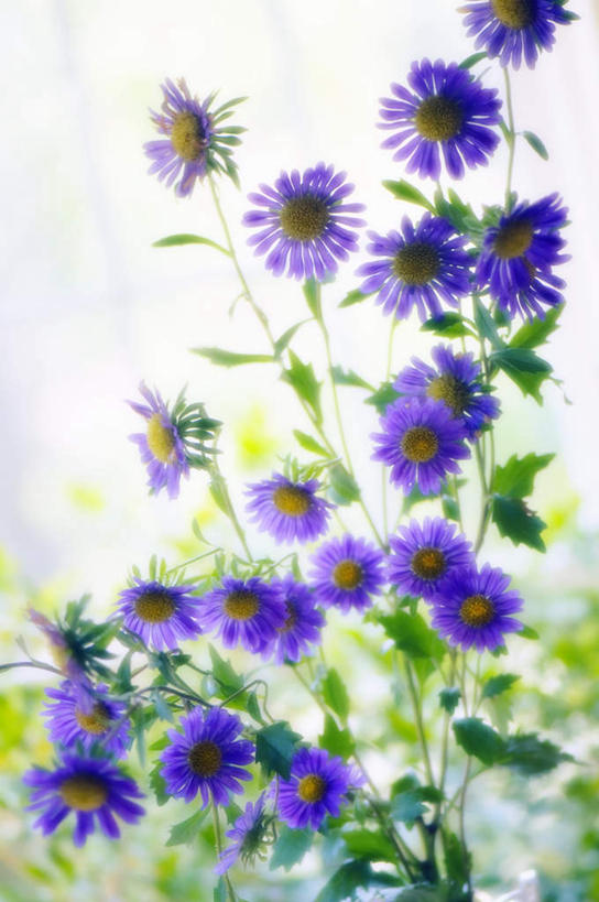 无人,竖图,室内,特写,白天,正面,快乐,幸福,植物,叶子,许多,盛开,绿叶,玛格丽特,雏菊,花,花瓣,花朵,花卉,鲜花,花蕊,嫩叶,菊花,活力,希望,坚强,和平,离别,延命菊,幸福花,春菊,马兰头花,暗恋,纯情,单恋,天真,叶,叶片,彩图,愉快