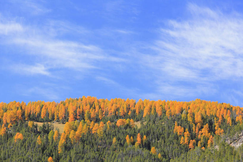无人,横图,室外,白天,正面,旅游,度假,美景,秋季,森林,山,山脉,树林,植物,松树,叶子,瑞士,欧洲,阴影,光线,影子,景观,山峰,云,云朵,枯叶,落叶,山峦,云彩,娱乐,树,树木,蓝色,绿色,白云,蓝天,天空,阳光,自然,群山,天,享受,休闲,景色,放松,生长,晴朗,成长,自然风光,坚定,中欧,落叶松,长寿,瑞士联邦,贞洁,叶,叶片,晴空,秋,秋天,彩图,黄花松