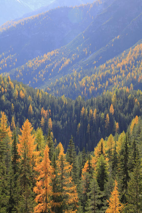 无人,竖图,俯视,航拍,室外,白天,旅游,度假,美景,秋季,森林,山,山脉,树林,植物,松树,叶子,瑞士,欧洲,景观,山峰,枯叶,落叶,山峦,娱乐,树,树木,绿色,自然,群山,享受,休闲,景色,放松,生长,成长,鸟瞰,自然风光,坚定,中欧,落叶松,长寿,瑞士联邦,贞洁,叶,叶片,秋,秋天,彩图,高角度拍摄,黄花松