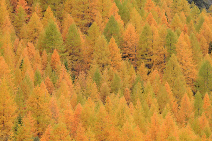 无人,横图,俯视,室外,白天,旅游,度假,美景,秋季,森林,树林,植物,松树,叶子,瑞士,欧洲,景观,枯叶,落叶,娱乐,树,树木,绿色,自然,享受,休闲,景色,放松,生长,成长,自然风光,坚定,中欧,落叶松,长寿,瑞士联邦,贞洁,叶,叶片,秋,秋天,彩图,高角度拍摄,黄花松