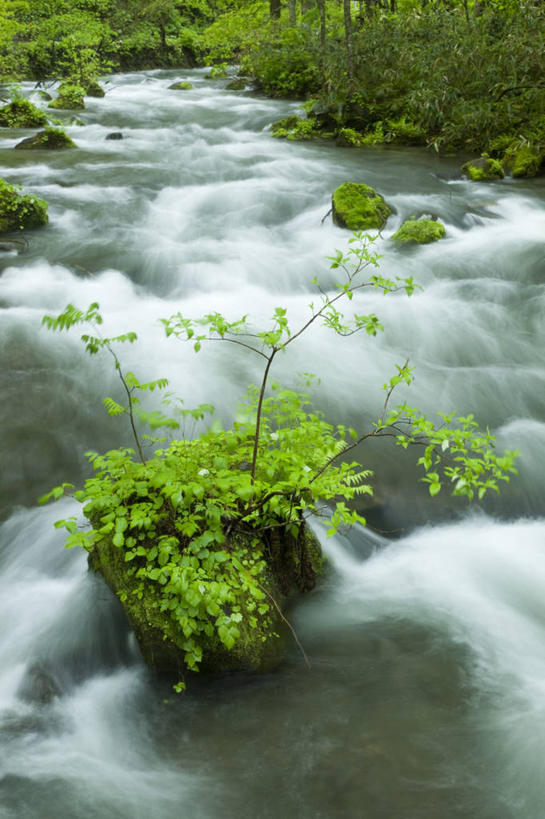 无人,竖图,俯视,室外,白天,旅游,度假,河流,石头,美景,树林,水,植物,叶子,日本,亚洲,阴影,光线,石子,影子,河水,景观,水流,绿叶,娱乐,树,树木,绿色,小溪,阳光,自然,溪水,享受,休闲,嫩叶,景色,放松,生长,成长,自然风光,东亚,本州,本州岛,日本国,青森,青森县,东北地方,奥入濑町,奥入濑溪流,叶,叶片,石块,岩石,彩图,高角度拍摄,上北郡