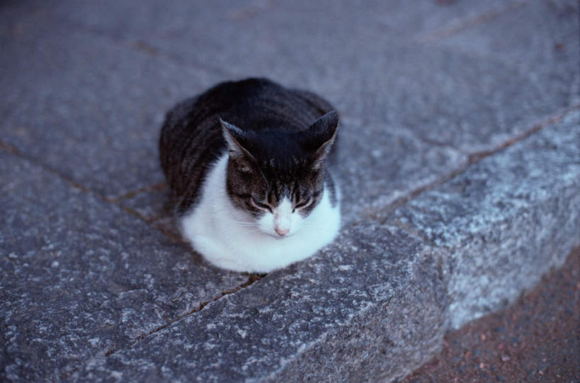 无人,坐,闭眼,睡,横图,俯视,室外,白天,石头,道路,路,公路,宠物,猫,石子,交通,一只,黑色,动物,可爱,猫咪,石块,岩石,马路,闭眼睛,闭着眼,闭着眼睛,困,困觉,寝息,睡觉,坐着,彩图,高角度拍摄,全身