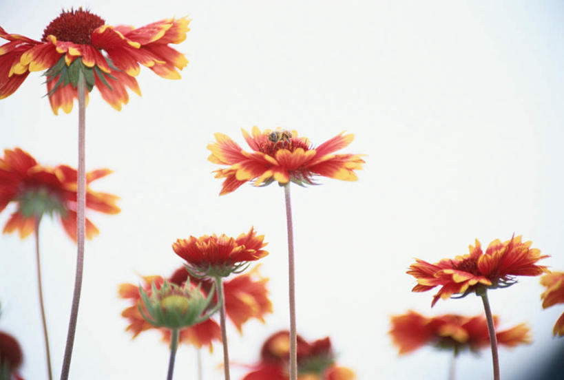 无人,站,横图,室外,白天,仰视,旅游,度假,美景,蜜蜂,许多,盛开,昆虫,景观,云,云朵,花蕾,云彩,娱乐,花,花瓣,花朵,鲜花,红色,白云,天空,自然,动物,天,花苞,花蕊,站着,两只,享受,休闲,菊花,景色,放松,自然风光,益虫,金光菊,臭菊,黑眼菊,站立,彩图,低角度拍摄,全身