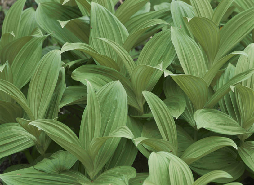 无人,横图,俯视,室外,特写,白天,旅游,度假,草地,草坪,美景,植物,叶子,日本,亚洲,景观,绿叶,草药,药草,娱乐,中药,草,绿色,自然,享受,休闲,嫩叶,景色,放松,自然风光,药材,中草药,东亚,中药材,本草,本州,关东地方,本州岛,日本国,群马,群马县,藜芦,黑藜芦,山葱,叶,叶片,彩图,高角度拍摄