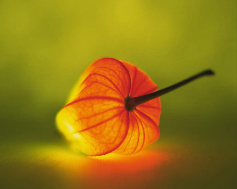 无人,横图,俯视,室内,特写,白天,光晕,植物,照明,绿色背景,盛开,花,花瓣,花朵,花卉,鲜花,一朵,花蕊,闪耀,橙色,摄影,影棚,轮廓,明亮,照亮,闪烁,特效,灯笼草,沙灯笼,天泡子,水灯笼,打卜草,打额泡,天泡草,王母珠,小酸浆,彩图,高角度拍摄,影棚拍摄,拍摄