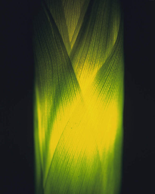 无人,竖图,室内,特写,白天,正面,玉米,光晕,蔬菜,叶子,照明,黑色背景,新鲜,棒子,玉蜀黍,食品,绿叶,食物,一个,闪耀,嫩叶,摄影,有机食品,绿色食品,影棚,单个,轮廓,明亮,照亮,苞米,闪烁,苞芦,特效,苞谷,包谷,大蜀黍,番麦,薏米包,玉高粱,玉麦,珍珠米,叶,叶片,彩图,影棚拍摄,拍摄