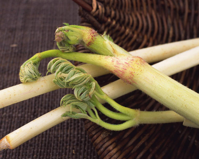 无人,餐厅,横图,俯视,室内,特写,白天,植物,餐桌,桌子,蔬菜,一堆,许多,堆叠,堆积,竹制,新鲜,篮子,食品,草药,药草,竹扁,中药,食物,白色,摄影,有机食品,绿色食品,影棚,竹编,餐台,堆,竹制品,药材,中草药,中药材,本草,土当归,彩图,高角度拍摄,影棚拍摄,拍摄,餐馆,饭店,饭馆