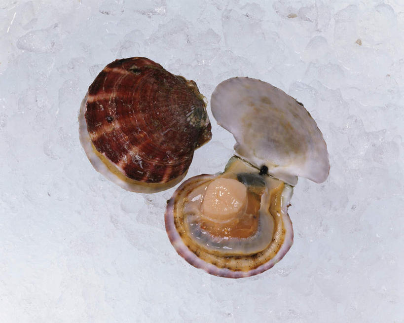 无人,横图,俯视,室内,特写,白天,白色背景,贝壳,冰,扇贝,海洋生物,两个,打开,寒冷,摄影,影棚,开启,水生动物,水生物,海底动物,贝类外壳,海螺壳,软体动物外壳,彩图,高角度拍摄,影棚拍摄,拍摄
