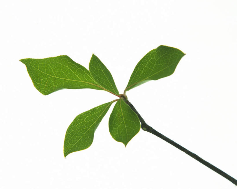 无人,横图,室内,特写,白天,白色背景,正面,叶子,许多,纹路,茎,绿叶,枝条,五片,绿色,嫩叶,摄影,影棚,叶,叶片,叶脉,彩图,影棚拍摄,拍摄