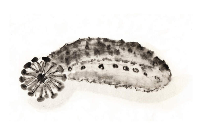 海鲜,无人,横图,插画,室内,白天,白色背景,侧面,数码,科技,阴影,网络,高光,几何,计算机图形,合成,图画,水产,海洋生物,画,一个,单个,海参,电脑合成图,数码合成图,水生动物,海产品,水生物,棘皮动物,漫画,海底动物,写实,具体,具象,彩图,全身