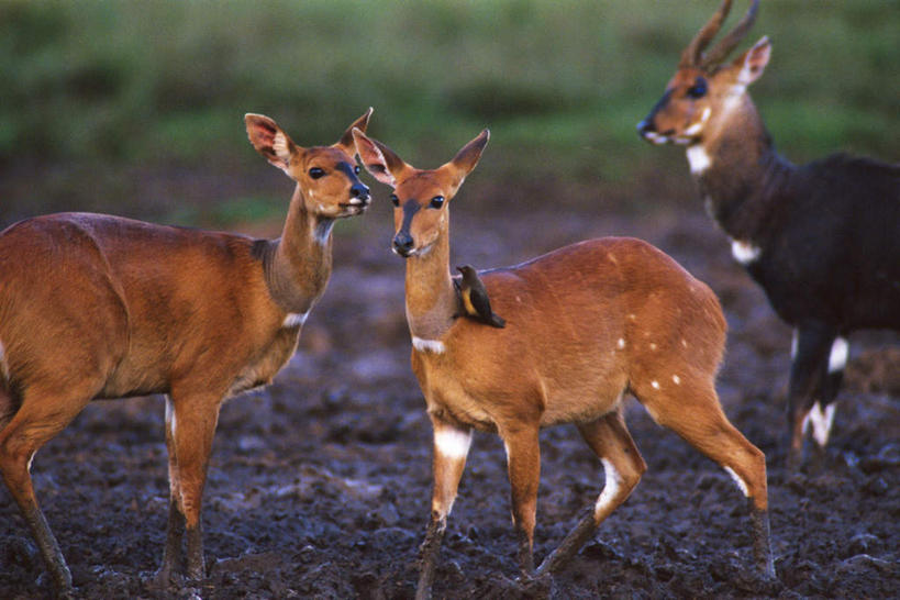 无人,站,横图,室外,白天,侧面,草地,草原,草坪,美景,植物,野生动物,羊,三只,阴影,朦胧,模糊,光线,羚羊,影子,景观,注视,草,绿色,阳光,自然,动物,观察,看,站着,景色,可爱,活泼,观看,察看,关注,自然风光,林羚,站立,半身,彩图