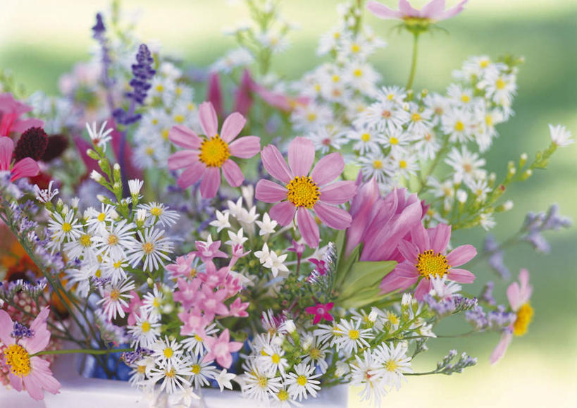 无人,横图,俯视,室外,特写,白天,快乐,幸福,花瓶,许多,朦胧,模糊,盛开,玛格丽特,花蕾,雏菊,花,花瓣,花朵,鲜花,花苞,花蕊,菊花,活力,希望,坚强,和平,离别,延命菊,幸福花,春菊,马兰头花,暗恋,纯情,单恋,天真,彩图,高角度拍摄,愉快