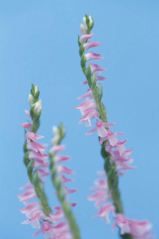 无人,竖图,室内,特写,白天,正面,蓝色背景,盛开,三束,花蕾,花,花瓣,花朵,鲜花,粉色,花苞,花蕊,摄影,影棚,反皮索,鲤鱼草,盘龙参,绶草,彩图,影棚拍摄,拍摄