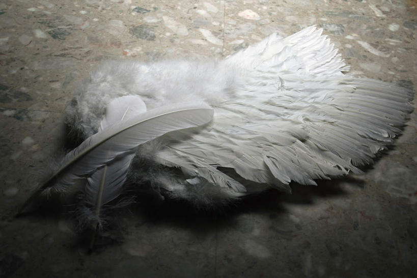 无人,横图,俯视,室内,特写,白天,纯洁,静物,羽毛,两根,一双,天使,轻盈,柔软,重叠,翅膀,白色,烂漫,无邪,天真,彩图,高角度拍摄