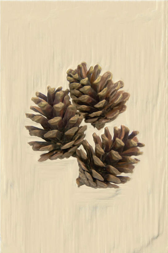 无人,竖图,俯视,室内,特写,白天,桌面,阴影,灰色背景,条纹,反射,纹路,影子,坚果,果实,松果,三个,干果,摄影,影棚,松塔,彩图,高角度拍摄,影棚拍摄,拍摄