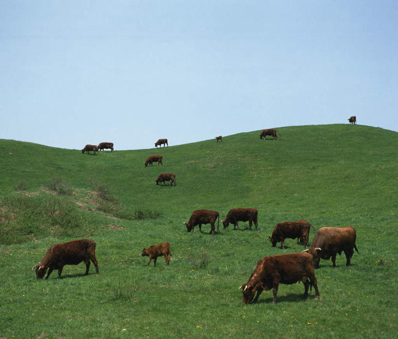 无人,站,吃,横图,室外,白天,侧面,草地,草原,草坪,植物,牛,日本,亚洲,许多,辽阔,注视,家禽,草,蓝色,绿色,灰色,蓝天,天空,动物,天,观察,看,站着,家畜,牲畜,晴朗,观看,察看,空旷,关注,东亚,本州,万里无云,本州岛,日本国,青森,青森县,东北地方,开阔,晴空,晴空万里,嚼,食,站立,彩图,全身