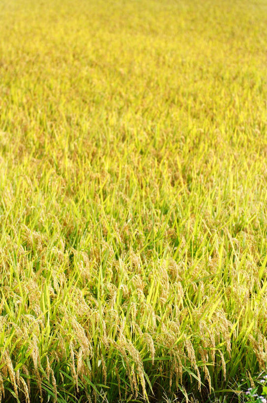 无人,农田,竖图,俯视,室外,白天,旅游,度假,农业,庄稼,农作物,美景,日本,亚洲,稻田,景观,谷物,水稻,娱乐,稻,草,黄色,自然,享受,休闲,景色,放松,自然风光,东亚,本州,本州岛,日本国,东北地方,山形,山形县,彩图,高角度拍摄,耕地,庄稼田