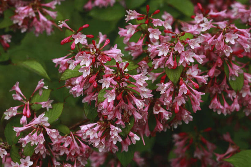 无人,横图,室外,特写,白天,正面,旅游,度假,花海,花圃,美景,植物,叶子,许多,朦胧,模糊,盛开,景观,绿叶,花蕾,娱乐,花,花瓣,花朵,花卉,鲜花,红色,绿色,自然,花丛,花田,花苞,花蕊,享受,休闲,嫩叶,景色,放松,生长,成长,自然风光,海仙花,锦带花,五色海棠,叶,叶片,彩图