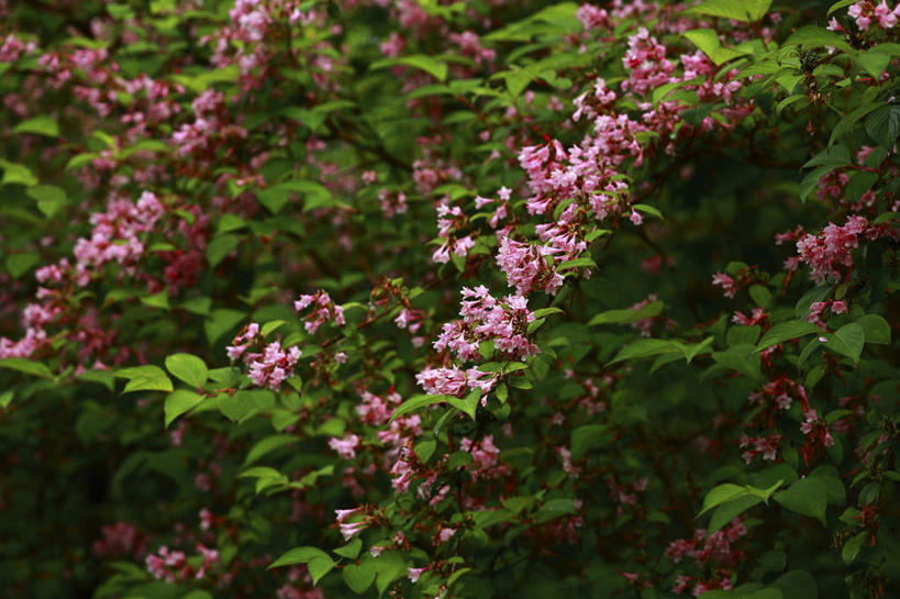 无人,横图,室外,特写,白天,正面,旅游,度假,花海,花圃,美景,植物,叶子,许多,朦胧,模糊,盛开,景观,绿叶,花蕾,娱乐,花,花瓣,花朵,花卉,鲜花,红色,绿色,自然,花丛,花田,花苞,花蕊,享受,休闲,嫩叶,景色,放松,生长,成长,自然风光,海仙花,锦带花,五色海棠,叶,叶片,彩图