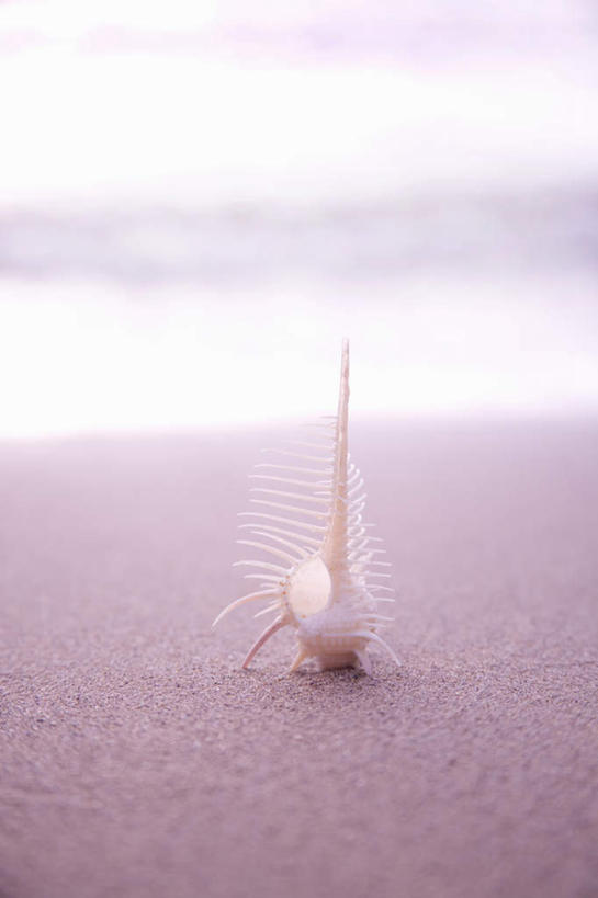 海鲜,无人,竖图,室外,白天,正面,旅游,度假,海洋,美景,沙滩,阴影,朦胧,模糊,光线,沙子,影子,海岸,景观,沙地,娱乐,水产,海洋生物,一个,阳光,自然,海水,享受,休闲,景色,放松,单个,自然风光,水生动物,海产品,水生物,海景,海底动物,骨螺,大海,海,海滩,彩图,全身