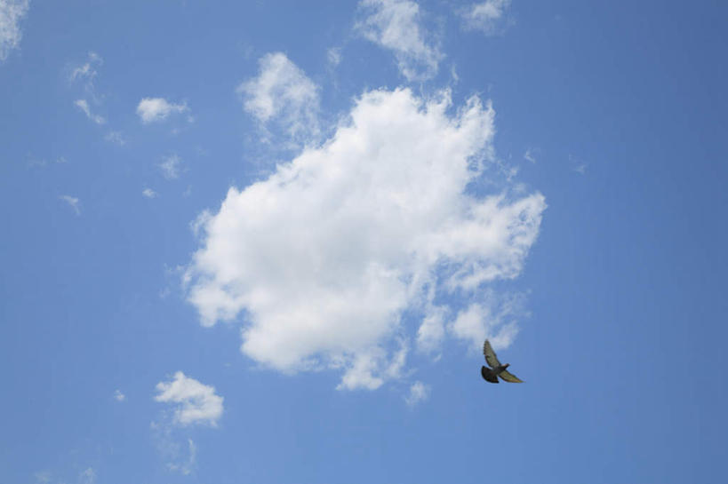 无人,横图,室外,白天,仰视,旅游,度假,友谊,美景,鸽子,鸟,飞翔,阴影,飞行,光线,鸟类,影子,景观,云,云朵,翱翔,云彩,娱乐,飞,一只,蓝色,白云,蓝天,天空,阳光,自然,天,享受,休闲,景色,放松,晴朗,象征,自然风光,和平,信使,晴空,彩图,低角度拍摄,全身