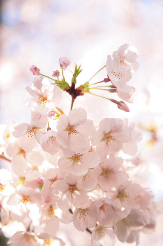 无人,竖图,室外,特写,白天,正面,旅游,度假,美景,樱花,东京,日本,亚洲,许多,朦胧,模糊,盛开,景观,花蕾,娱乐,花,花瓣,花朵,鲜花,粉色,自然,花苞,花蕊,享受,休闲,景色,放松,自然风光,东亚,本州,关东地方,本州岛,日本国,东京都,仙樱花,福岛樱,青肤樱,荆桃,彩图